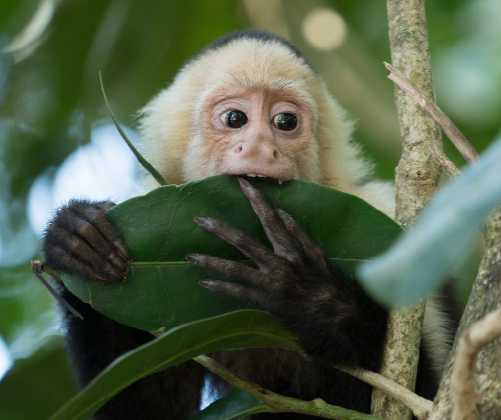 Cappuccino monkey, Costa Rica.