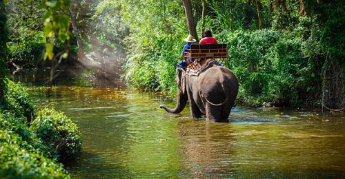 Traveler riding on elephants Trekking in Thailand
